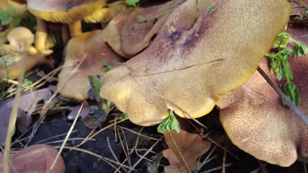 버섯들이 있어요 뇌수종이야 구부러진 모자로 알려진 Coprinellus Disdisdisdisdisdisdisdisdiscatus 은썩어 나무줄기 — 비디오