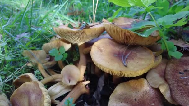 Mushrooms Stump Many Mushrooms Forest Tricholoma Forest Mushrooms Coprinellus Disseminatus — Stock Video