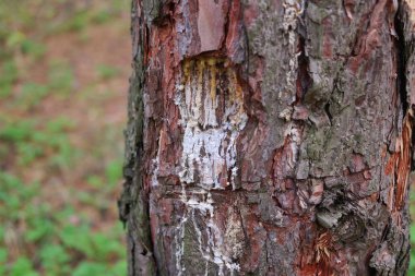 Ağaçtaki çam reçinesi. Geleneksel çam reçinesi çıkarma işlemi. Karıncalar çam reçinesinde hapsolmuş. Kapat. Konteynırda çam ağacı özü topluyorum. Çam ağacının doğal sert sarı reçinesi,