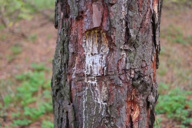 Ağaçtaki çam reçinesi. Geleneksel çam reçinesi çıkarma işlemi. Karıncalar çam reçinesinde hapsolmuş. Kapat. Konteynırda çam ağacı özü topluyorum. Çam ağacının doğal sert sarı reçinesi,