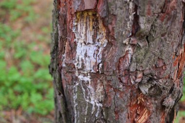 Ağaçtaki çam reçinesi. Geleneksel çam reçinesi çıkarma işlemi. Karıncalar çam reçinesinde hapsolmuş. Kapat. Konteynırda çam ağacı özü topluyorum. Çam ağacının doğal sert sarı reçinesi,