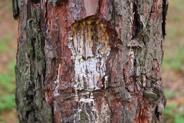 Pine Resin Tree Traditional Pine Resin Extraction Process Ants Trapped — Stock Photo, Image