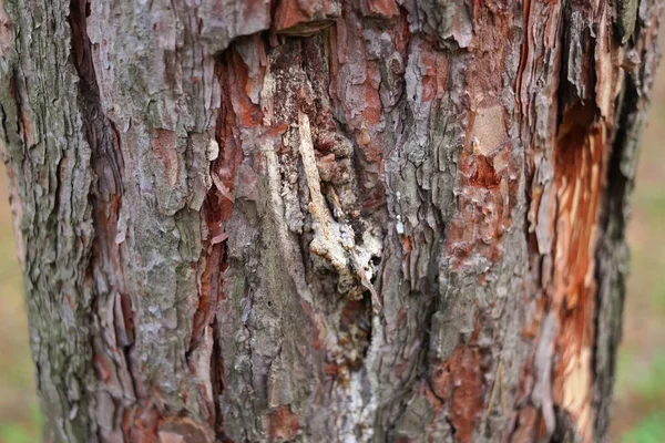 Résine Pin Sur Arbre Procédé Traditionnel Extraction Résine Pin Fourmis — Photo