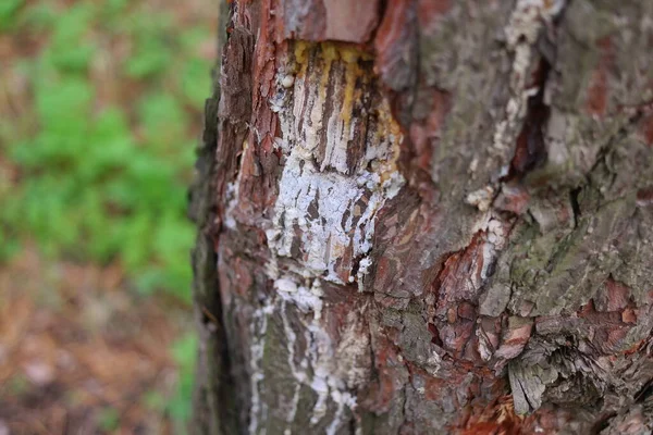 Résine Pin Sur Arbre Procédé Traditionnel Extraction Résine Pin Fourmis — Photo