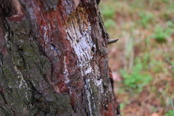 Resina Pinheiro Uma Árvore Processo Tradicional Extração Resina Pinheiro Formigas — Fotografia de Stock