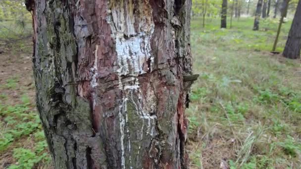 Résine Pin Sur Arbre Procédé Traditionnel Extraction Résine Pin Fourmis — Video