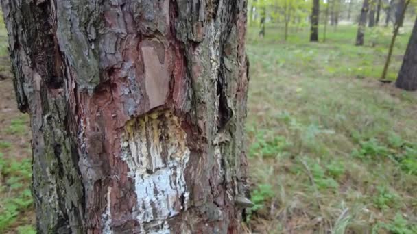 Résine Pin Sur Arbre Procédé Traditionnel Extraction Résine Pin Fourmis — Video