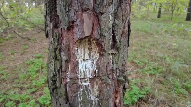 Ρητίνη Πεύκου Δέντρο Παραδοσιακή Διαδικασία Εξόρυξης Ρητίνης Πεύκου Μυρμήγκια Παγιδευμένα — Αρχείο Βίντεο