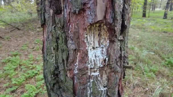 Resina Pinheiro Uma Árvore Processo Tradicional Extração Resina Pinheiro Formigas — Vídeo de Stock