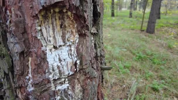 Resina Pino Albero Tradizionale Processo Estrazione Della Resina Pino Formiche — Video Stock