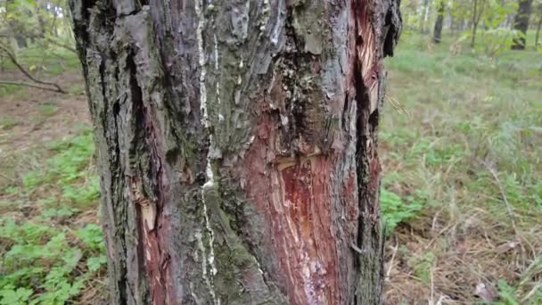 Résine Pin Sur Arbre Procédé Traditionnel Extraction Résine Pin Fourmis — Video