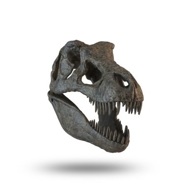 izole tyrannosaurus kafatası