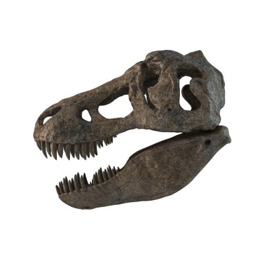 izole tyrannosaurus kafatası