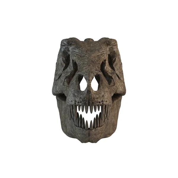 Tyrannosaurus Skull isolated — Stock Photo, Image