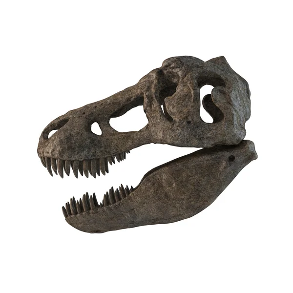 Tyrannosaurus Skull isolated — Stock Photo, Image