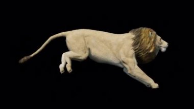 Şeffaf Arkaplan 4k Ultra HD üzerinde Aslan Çalıştırma Döngüsü Canlandırması