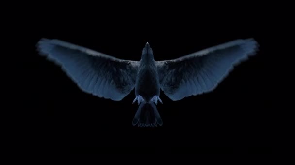 Crow Flying Loop Animation on Transparent Background Ultra HD 4K — Stock Video