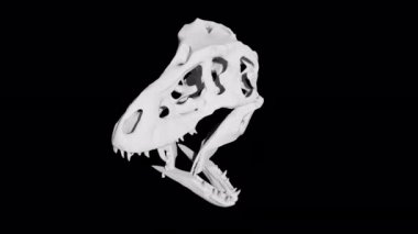 Dinozor Kafatası Heykel Arızası Döndürme Döngüsü Animasyon 4K Transparetn Arkaplan Üzerinde Ultra HD