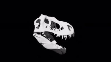 Dinozor Kafatası Heykel Arızası Döndürme Döngüsü Animasyon 4K Transparetn Arkaplan Üzerinde Ultra HD