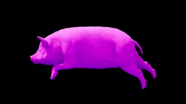 Pig Run onTransparent Background 3d rendering animation — Stock Video