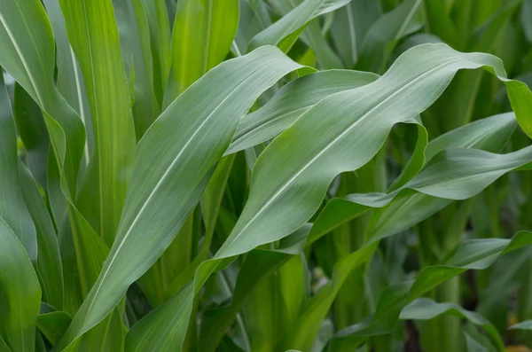 Green mass of corn — Stock Photo, Image
