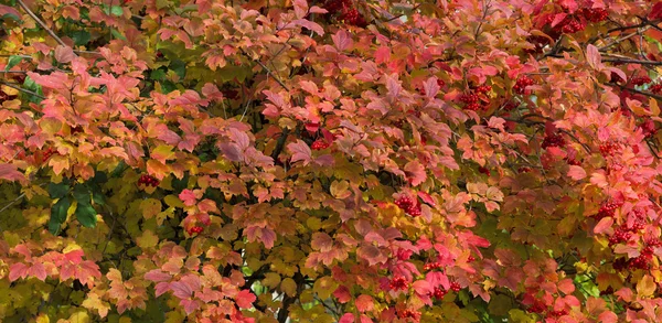 arka plan kartopu yaprakları
