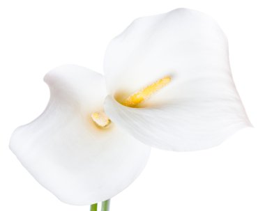 calla çiçek