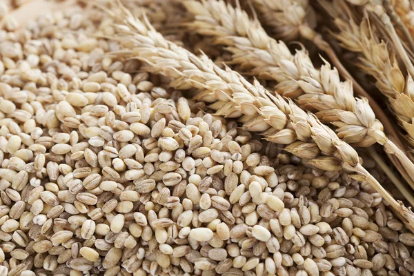 大麦と茎 — ストック写真