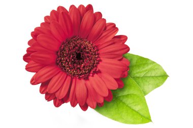 Kırmızı gerbera