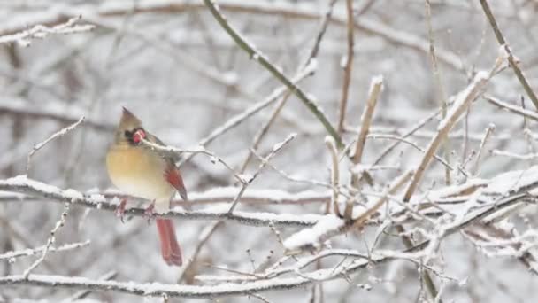 Cardinal femelle sur branche — Video