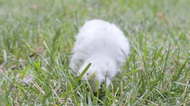 Hackfleisch im Gras — Stockvideo