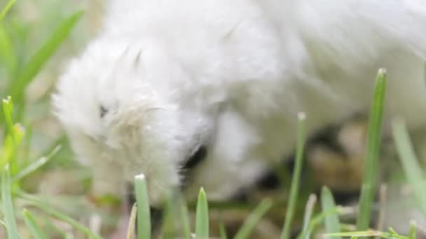 Chick Pecking in Grass — Stock video