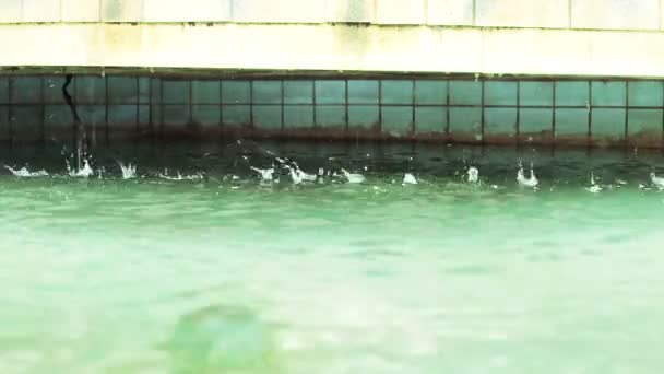 Gocce d'acqua della fontana — Video Stock
