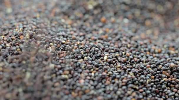 Healthy Black Quinoa Grains — ストック動画