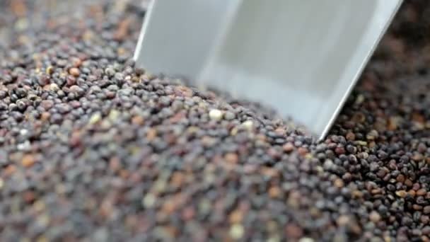Scooping Black Quinoa Seeds — Stockvideo