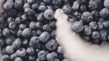 Taze olgun yaban mersinlerini duruluyorum.