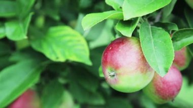 Elma ağacında elma, el hareketli.