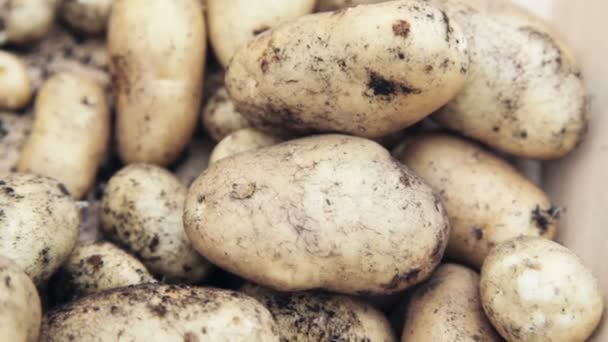 Freshly Harvested Potatoes Trug Close Hand Held Movement — Vídeo de Stock