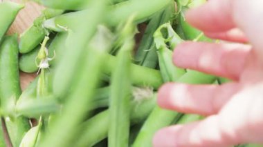 Bezelye kabuklarını hasat sepetine koymak