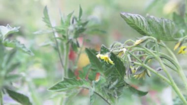 Domates çiçeği, yakın el ele tutuşun..