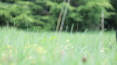 Close up of wheelbarrow passing through the grass, low camera angle.