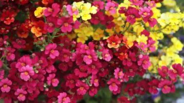 Colorful nemesia flowers with handheld camera movement.