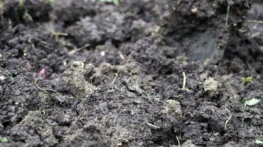 Digging in compost in a muddy garden with spade.