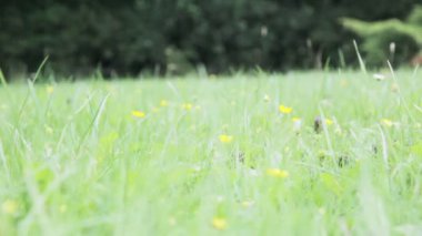 Close up of wheelbarrow passing through the grass, low camera angle.