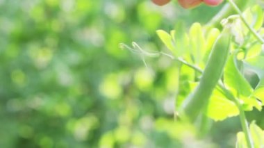 Sarmaşıktan bezelye topluyorum.