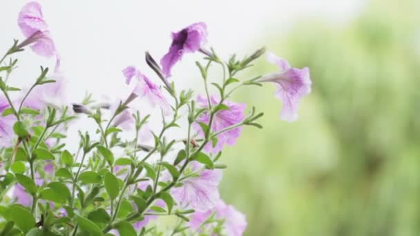 Petunias Breeze Out Focus Background — Stock Video