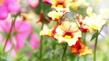 Vibrant yellow and red nemesia moving in the breeze.