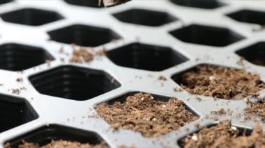 Filling seed tray with soil to plant seedlings.
