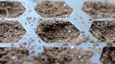 Çekirdek tepsisine ayçiçeği tohumu ekmek ve toprakla kaplamak..