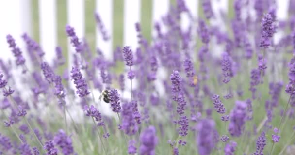 Bees Lavendar Shallow Depth Field — Stock video
